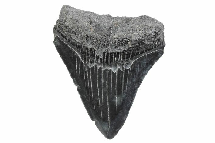 Serrated, Juvenile Megalodon Tooth - South Carolina #370182